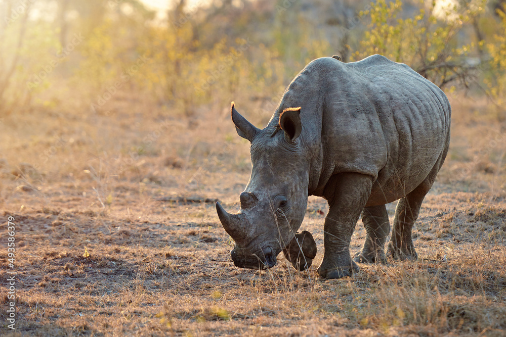 Charging up. Full length shot of a rhinoceros in the wild.