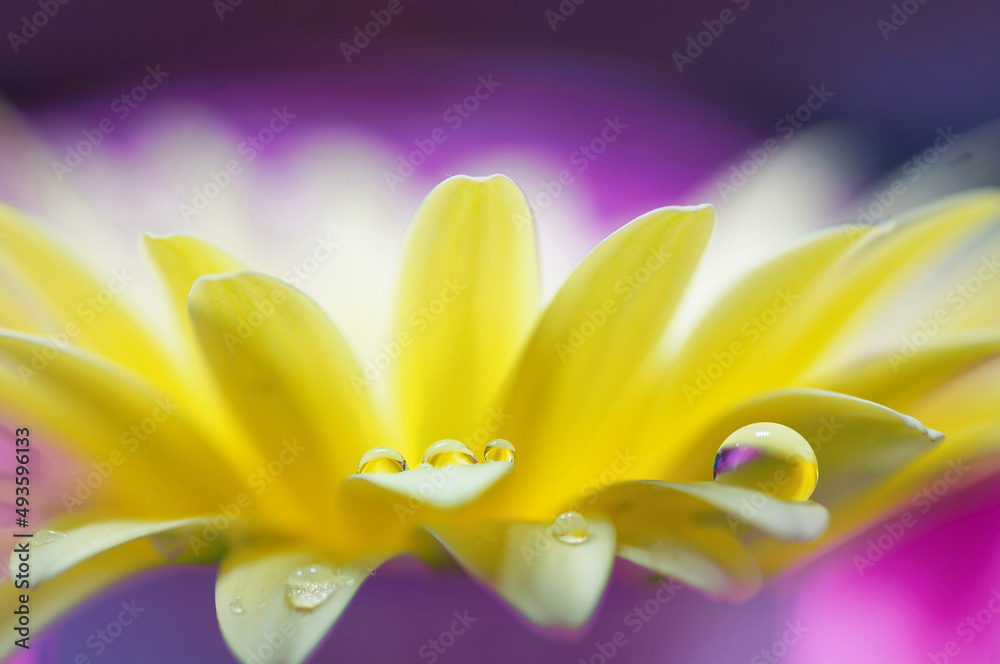 Water drops on the petals of a yellow gerbera flower close-up in nature on purple violet background 