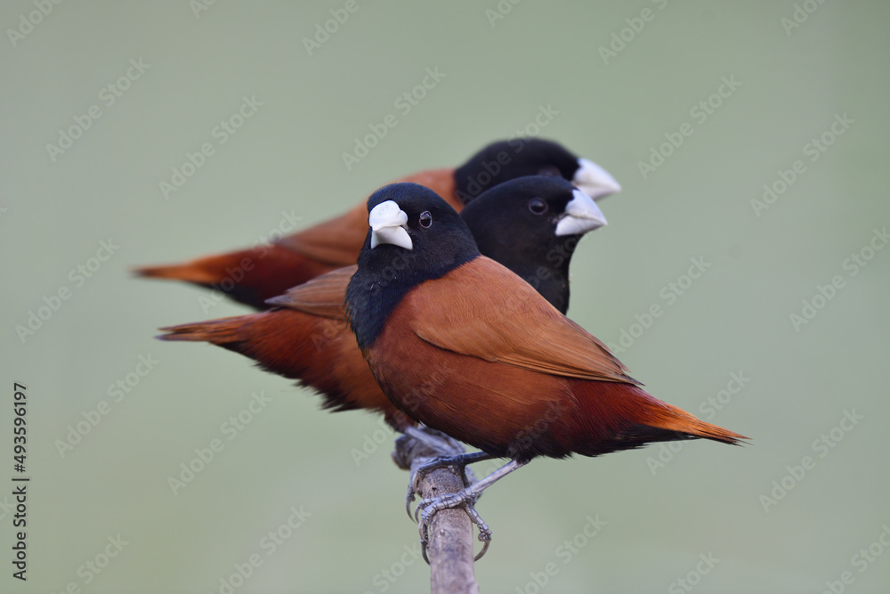 flock of brown birds rejoin on wooden branch with happy and fresh look, chestnut or black-headed mun