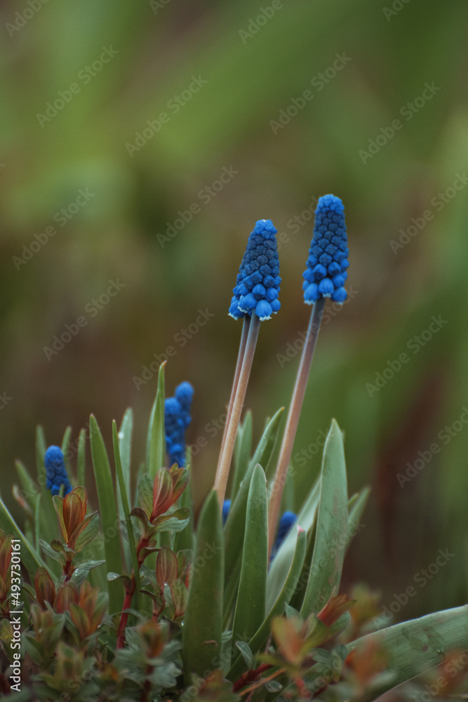 蓝色麝香花。春天