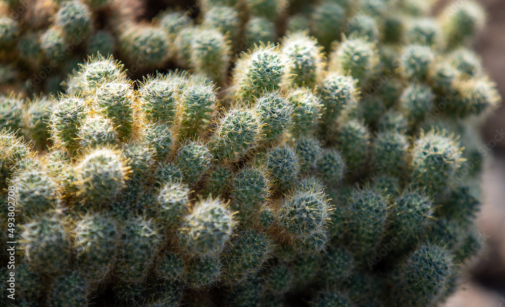 Green cactus plants close-up in the ground.