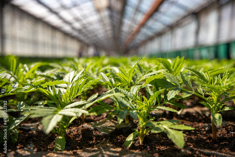 Green seedlings in a greenhouse.