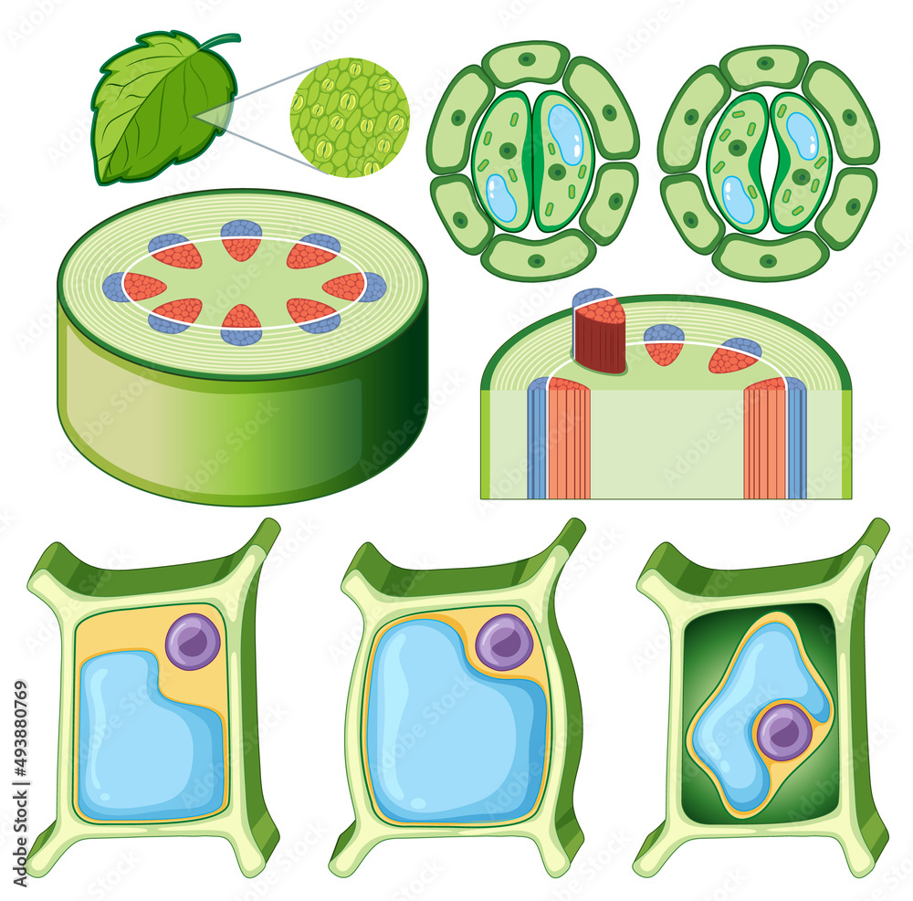 一组不同的植物细胞