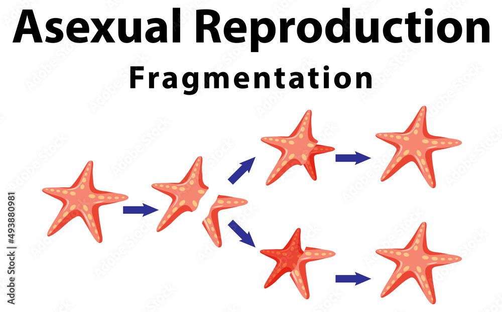 Asexual reproduction fragmentation with starfish