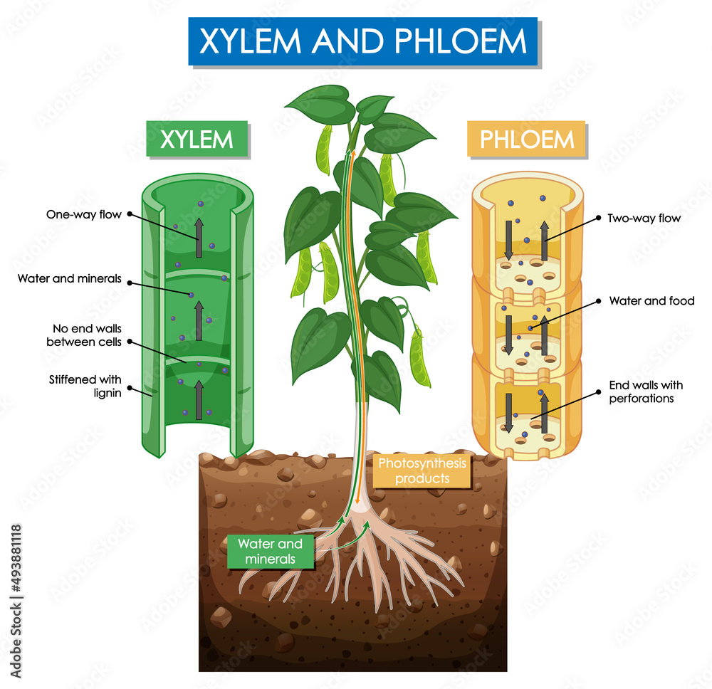 木质部和韧皮部植物示意图