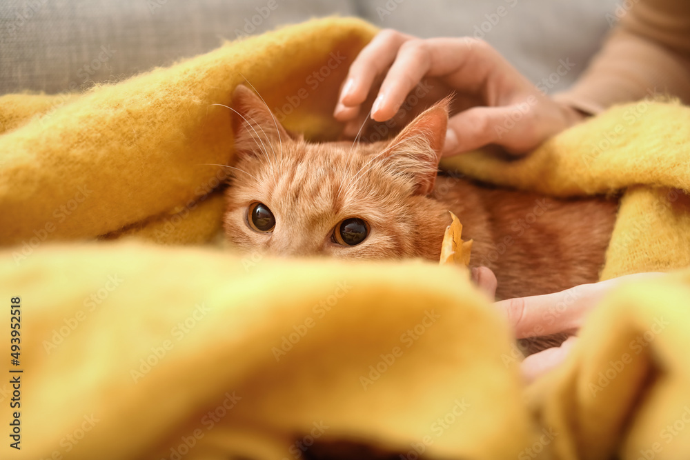 Cute ginger cat with warm plaid and owner at home on autumn day