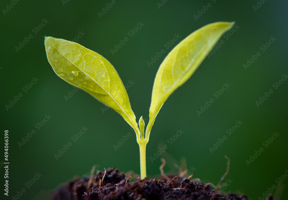 在阳光下种植年轻植物。选择性关注。可持续农业和植物生长概念