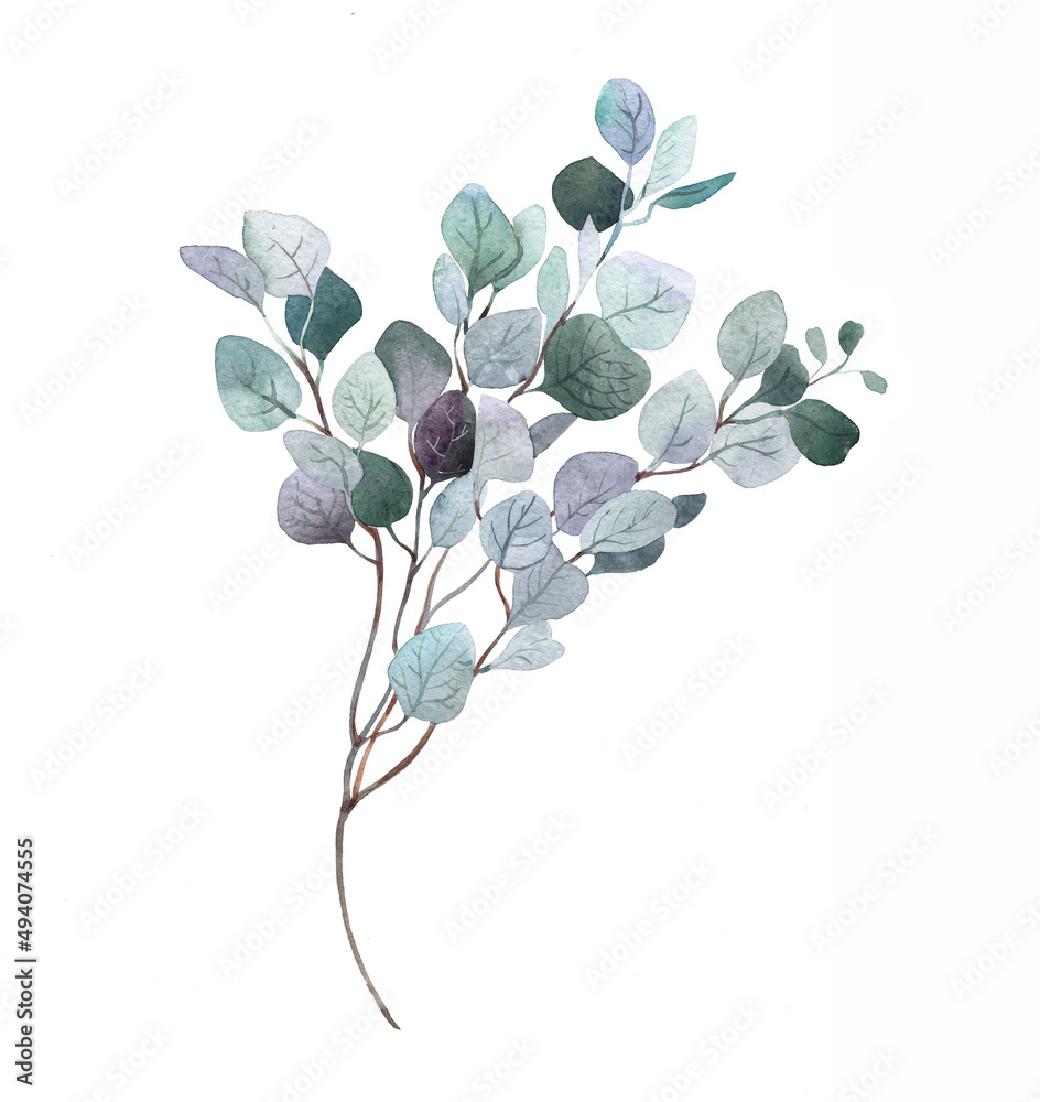 Sprig of eucalyptus in watercolor.Womens decor for printing.