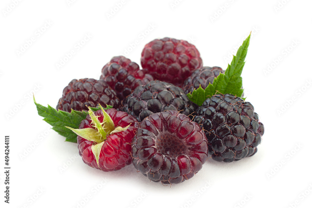 Cumberland hybrid raspberry and blackberry