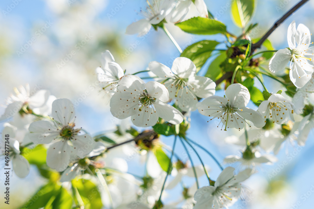 Spring blooming cherry trees with white flowers in the garden against the blue sky