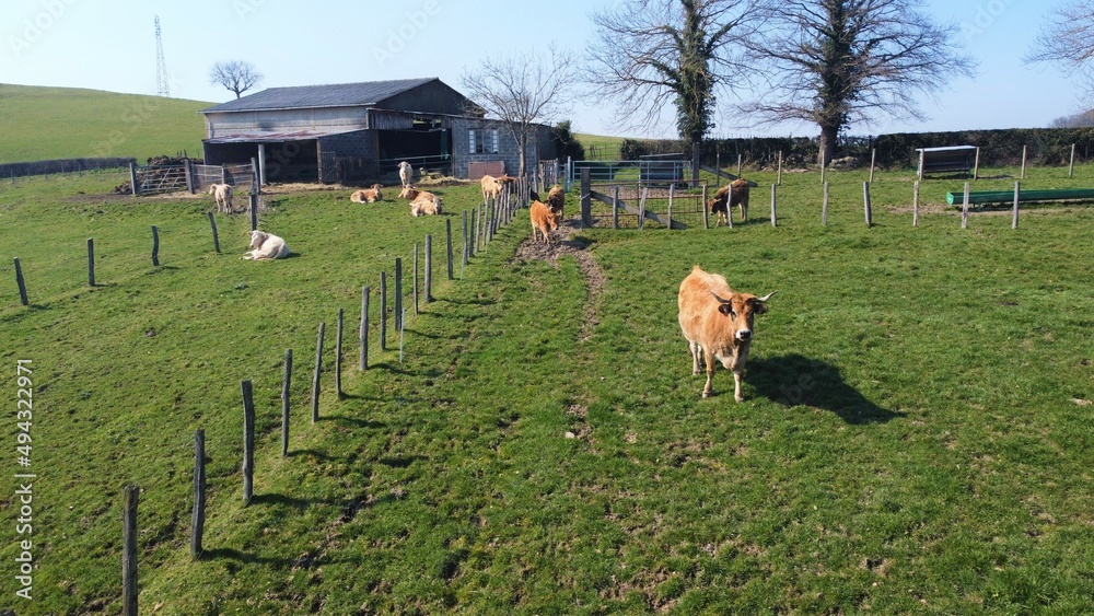 Vaches Françaises