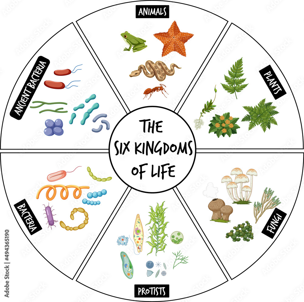 Diagram showing six kingdoms of life