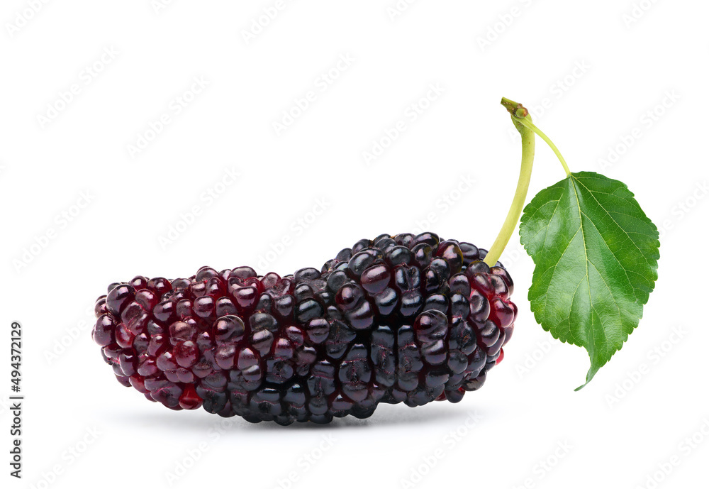 Close-up Mulberry fruit with leaf isolated on white background.Clipping path.