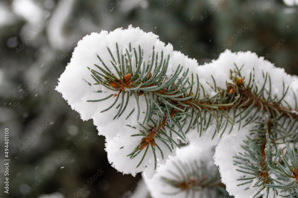 Fir green branches in the snow, in winter.