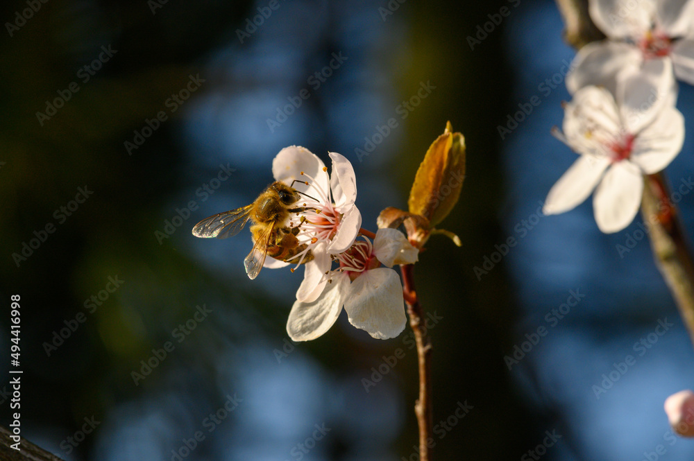 Biene bestäubt Blüte