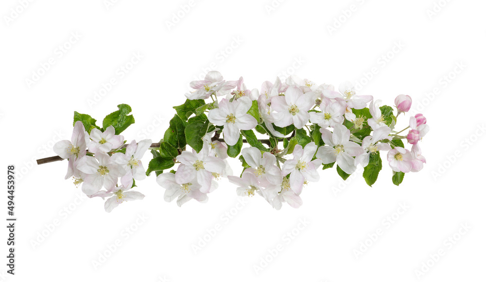 Branch with apple blossoms