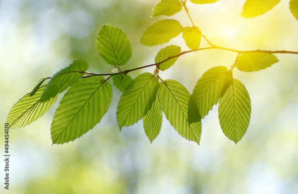 Green leaves plants on sun in nature