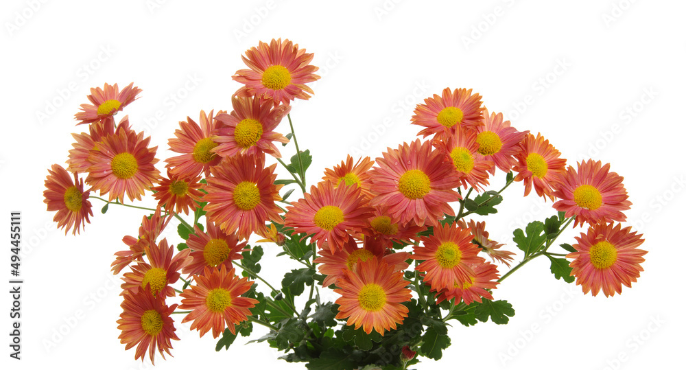 Flowers isolated on a white