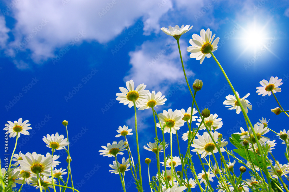 Field of daisies