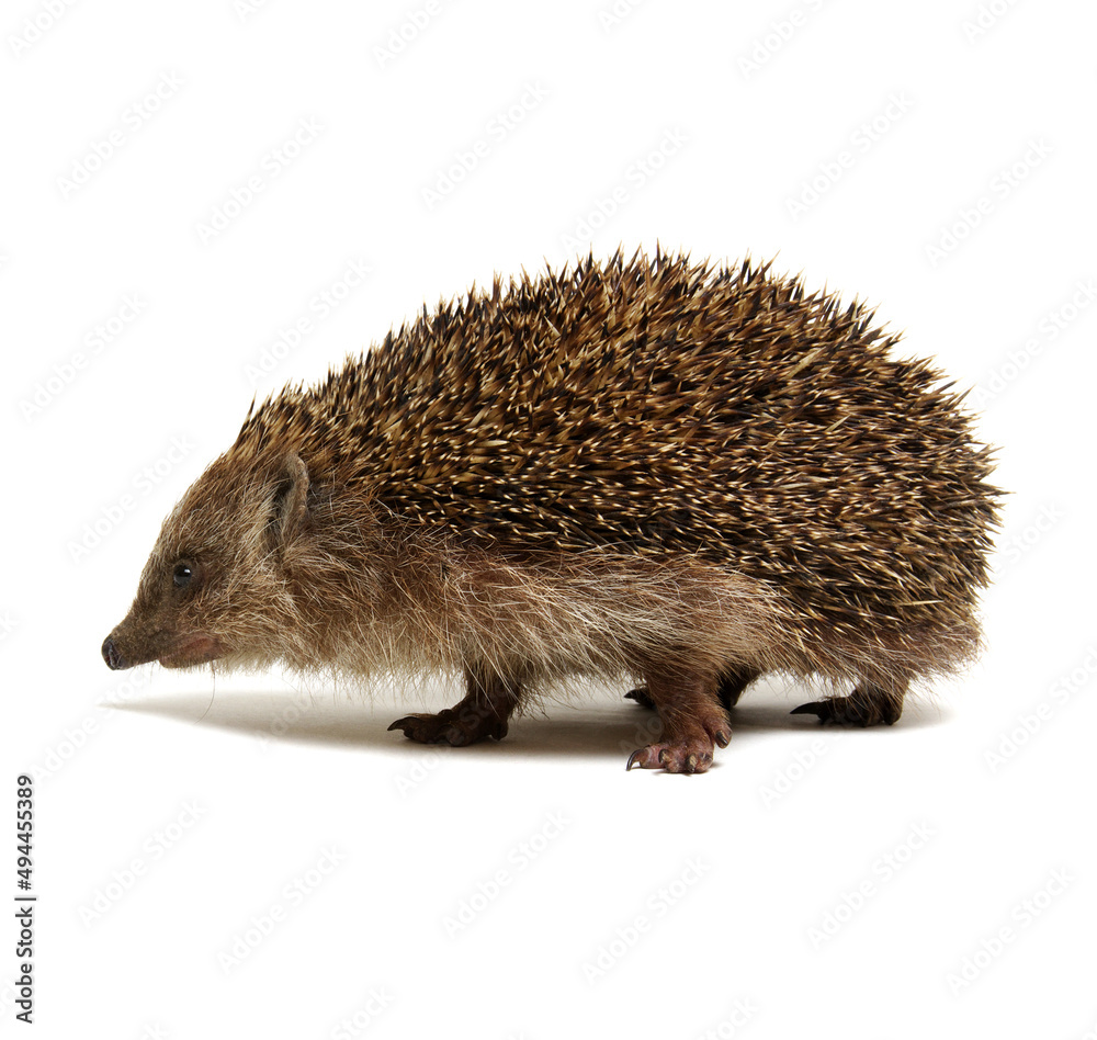 Hedgehog  isolated on white