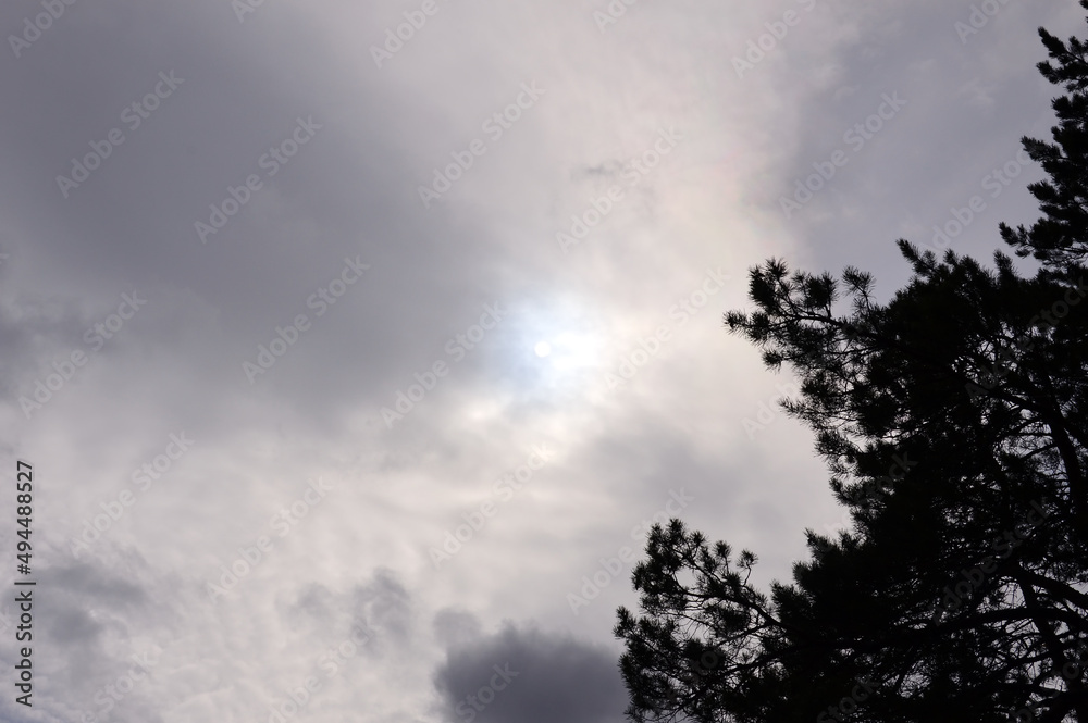 风景。多云的天空。月亮透过云层照耀。松树的剪影。