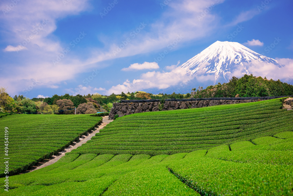 富士山和茶园