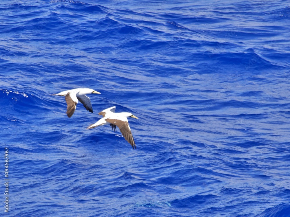 Sturmvogel im Flug