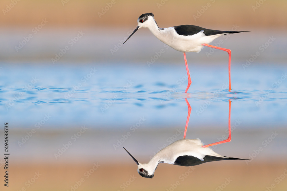 完美的倒影，日出时的黑翅高跷雄性（Himantopus Himantopus）