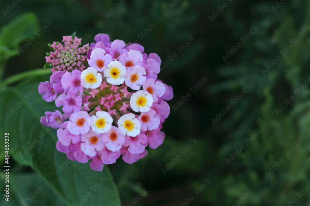 粉色的马缨丹花。夏季花朵。美丽的马缨丹花的近景