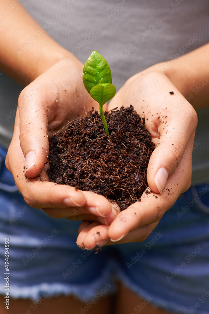 Nurturing the environment. Cropped shot of a young womans hands holding soil sprouting new plants.