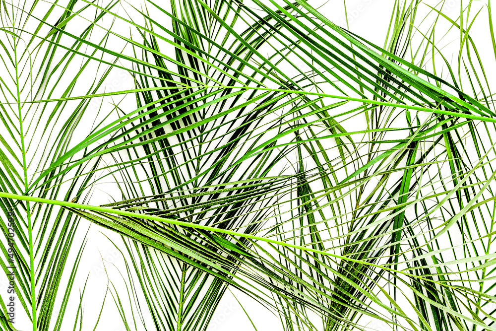 Different tropical green leaves on white background