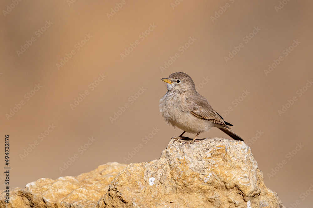 Desert lark (Ammomanes deserti), Wadi Rum, Jordan.