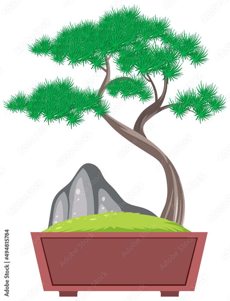 Bonsai tree in pot on white background