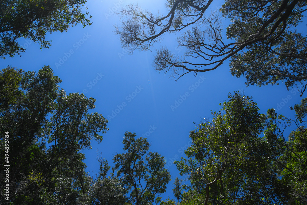 top of trees next to the blue sky