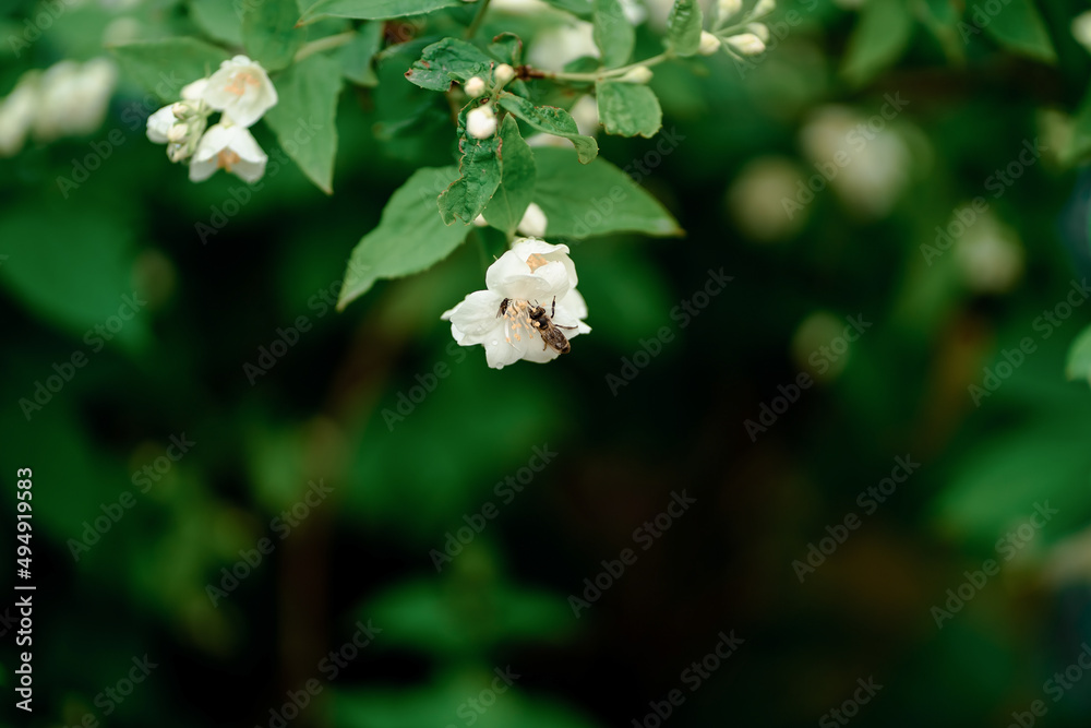 灌木上的白色茉莉花