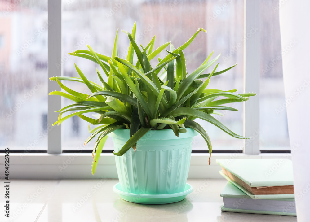 Pot with green aloe vera houseplant and books on window sill