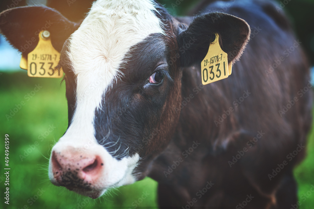 Im an expert in the dairy field. Shot of a cow on a dairy farm.