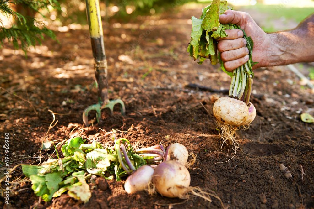 Straight from the ground. Turnips being pulled from the earth.