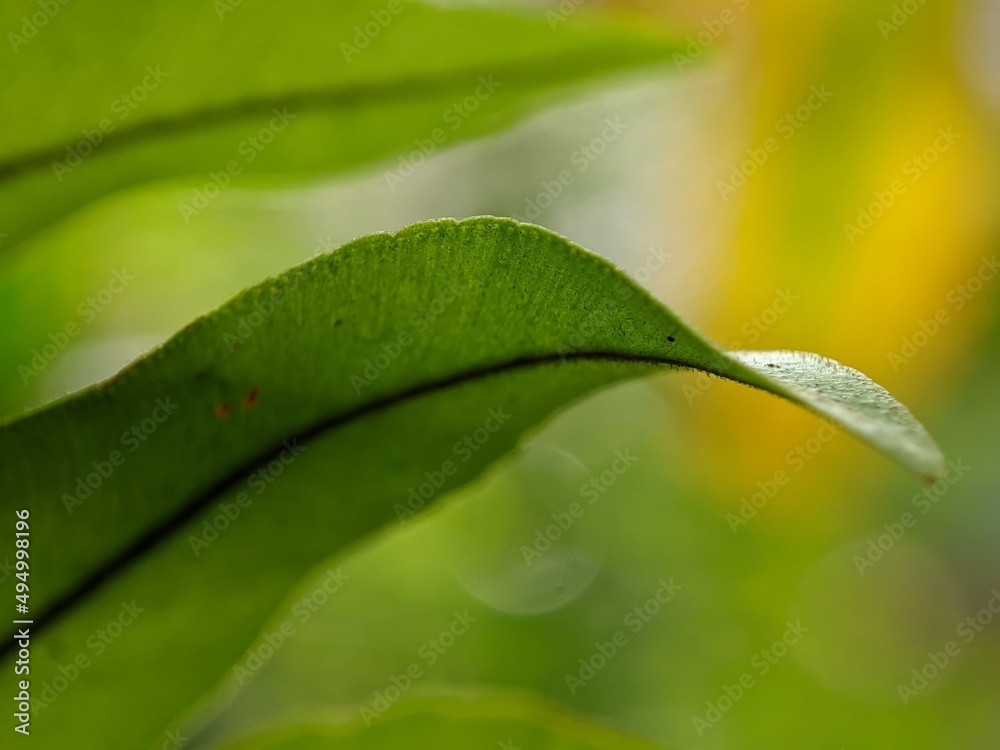 macro photo of leaves and nature blurry background