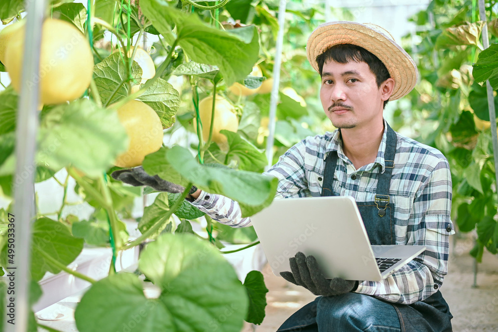 农民正在瓜场检查甜瓜的质量。