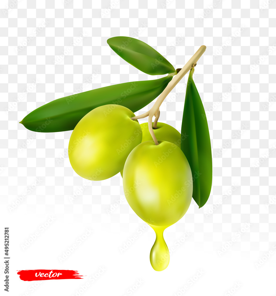 Olive branch isolated. Realistic vector illustration of olive oil.