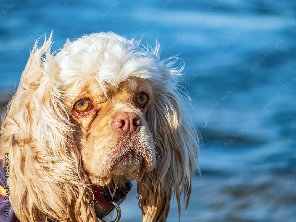 一只英国可卡犬的肖像。看着镜头。狗头，特写。