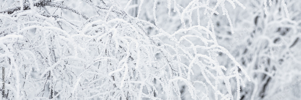 灌木树枝上的雪和雾凇冰。美丽的冬季背景，树上覆盖着可可树