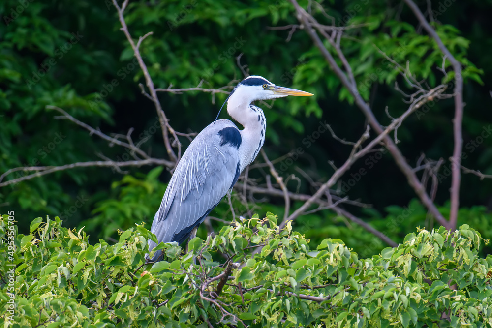 Grey heron on the tree. Wild wading bird with long legs and beak on branch