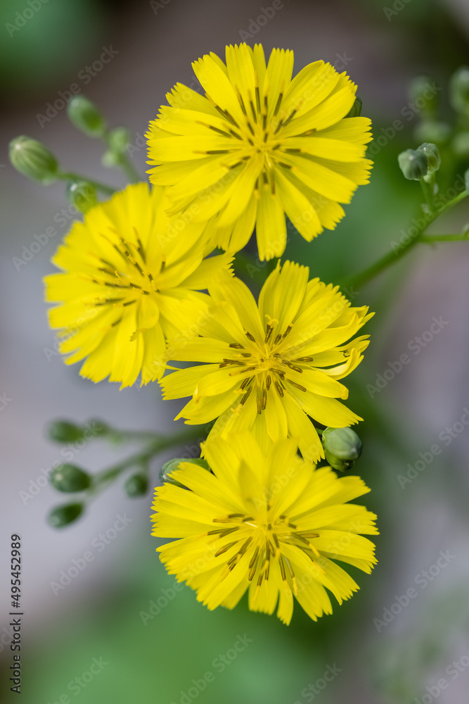 齿形硬蜱特写