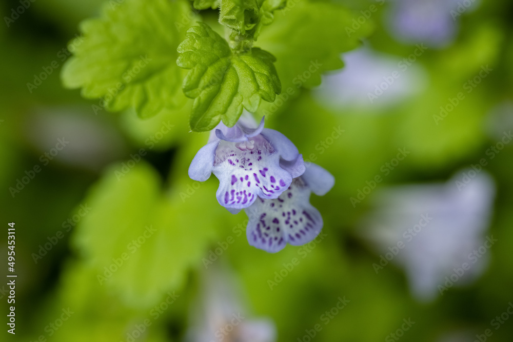 Glechoma longituba花特写