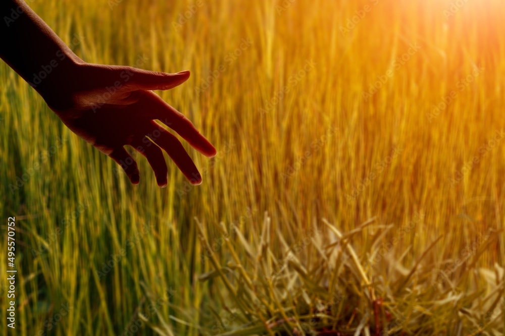 Male hand touching a wheat  in the wheat field while sunset. Human  hand moving through green field 