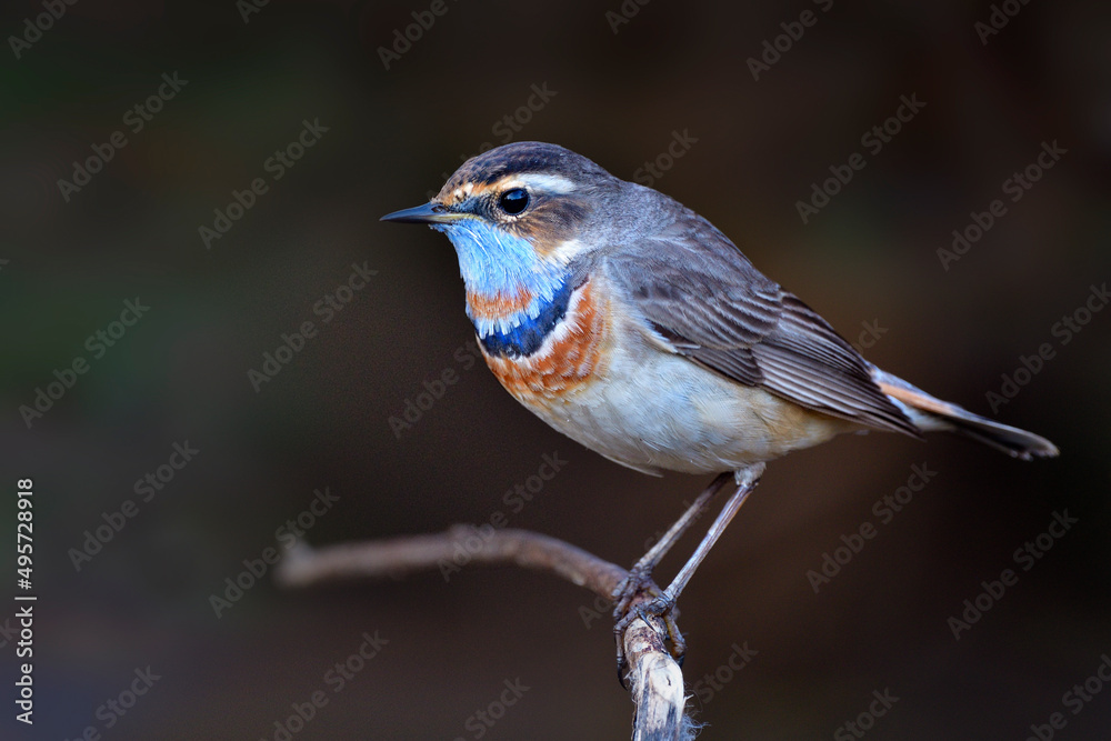 蓝throt（luscinia svecica）正在将羽毛变成繁殖羽毛