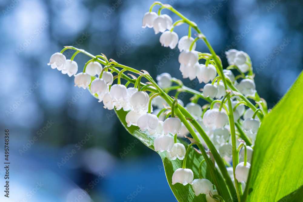 山谷百合。雏菊。山谷百合的花朵是宏观特写，背景是美丽的bokeh