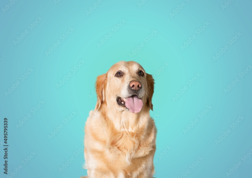 Cute dog on blue background